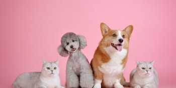 Lei permite transporte de pets no Metrô, CPTM e EMTU