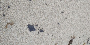 Litoral cearense tem 64 praias com manchas de óleo