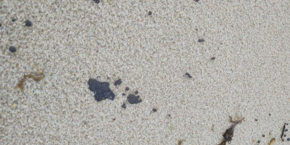 Litoral cearense tem 64 praias com manchas de óleo