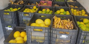 Banco de Alimentos distribui 1,5 toneladas