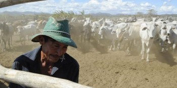 Abate de bovinos recua 8,2% e de aves 1,2% no 4º trimestre de 2021