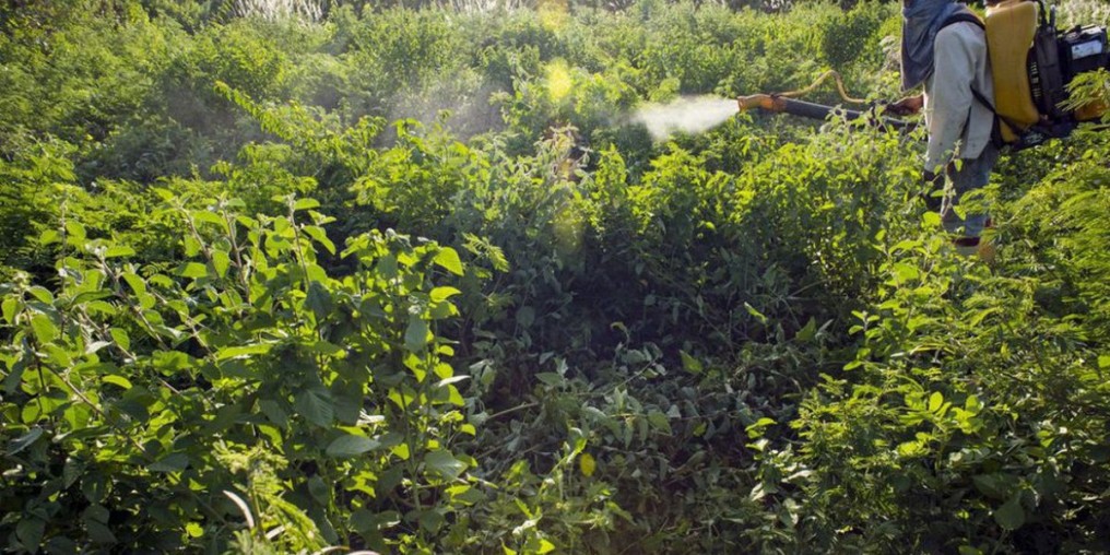 Câmara aprova mudança em prazo para registro de agrotóxicos