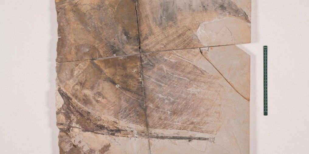 Museu de Ciências da Terra apresenta fóssil de pterossauro repatriado