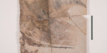 Museu de Ciências da Terra apresenta fóssil de pterossauro repatriado