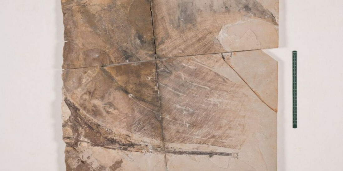 Museu de Ciências da Terra apresenta fóssil de pterossauro repatriado