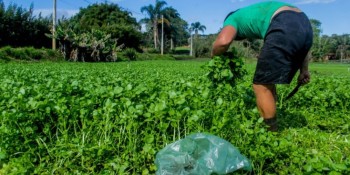 Fortes chuvas causam prejuízo na agricultura do Alto Tietê
