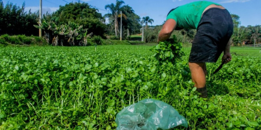 Fortes chuvas causam prejuízo na agricultura do Alto Tietê