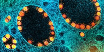 Ômicron tem mutação já vista em cepas anteriores, mostra pesquisa