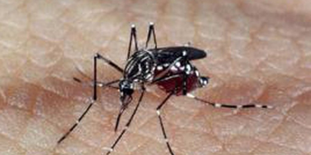 Estado de São Paulo registra mais de 2 mil casos de dengue em janeiro