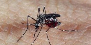 Estado de São Paulo registra mais de 2 mil casos de dengue em janeiro