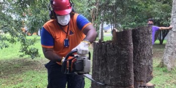 Servidores recebem curso sobre quedas de árvores