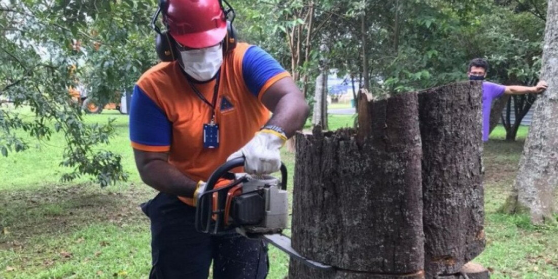 Servidores recebem curso sobre quedas de árvores