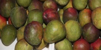 Produtores e governo discutem formas de ampliar a exportação de frutas