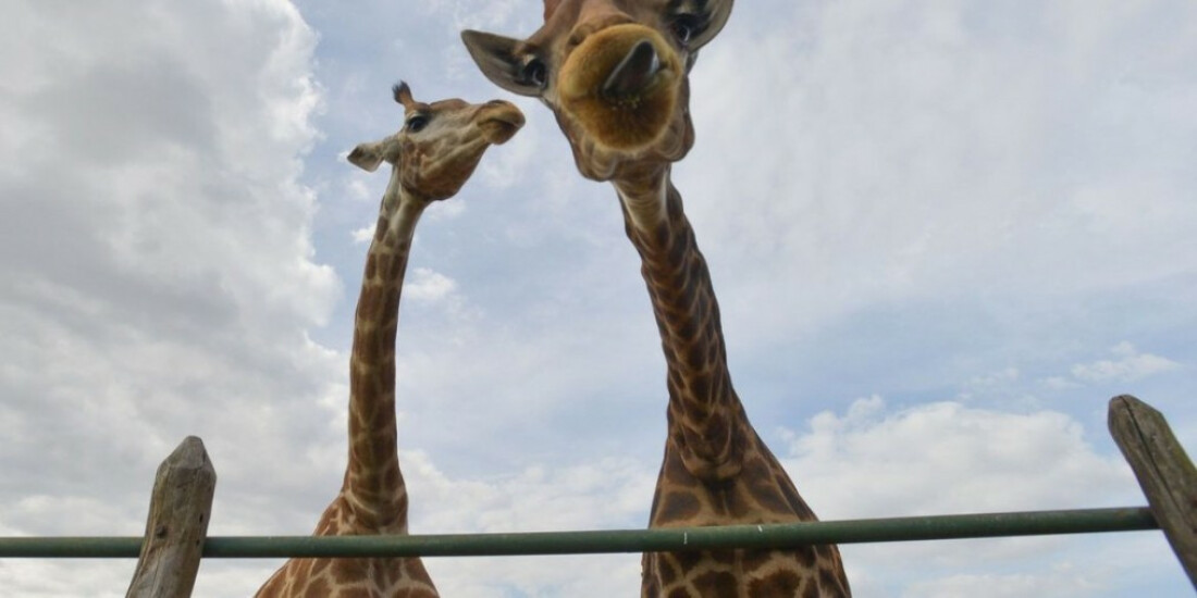 Ministério Público: Ibama deve devolver girafas para a África do Sul