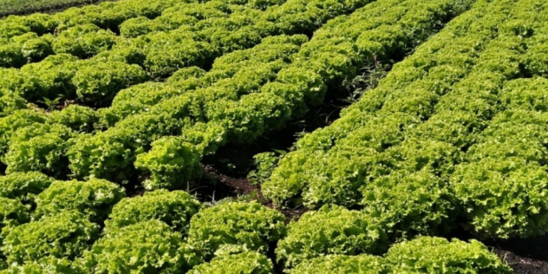 Agricultores podem se inscrever no Seguro Rural até 16 de março