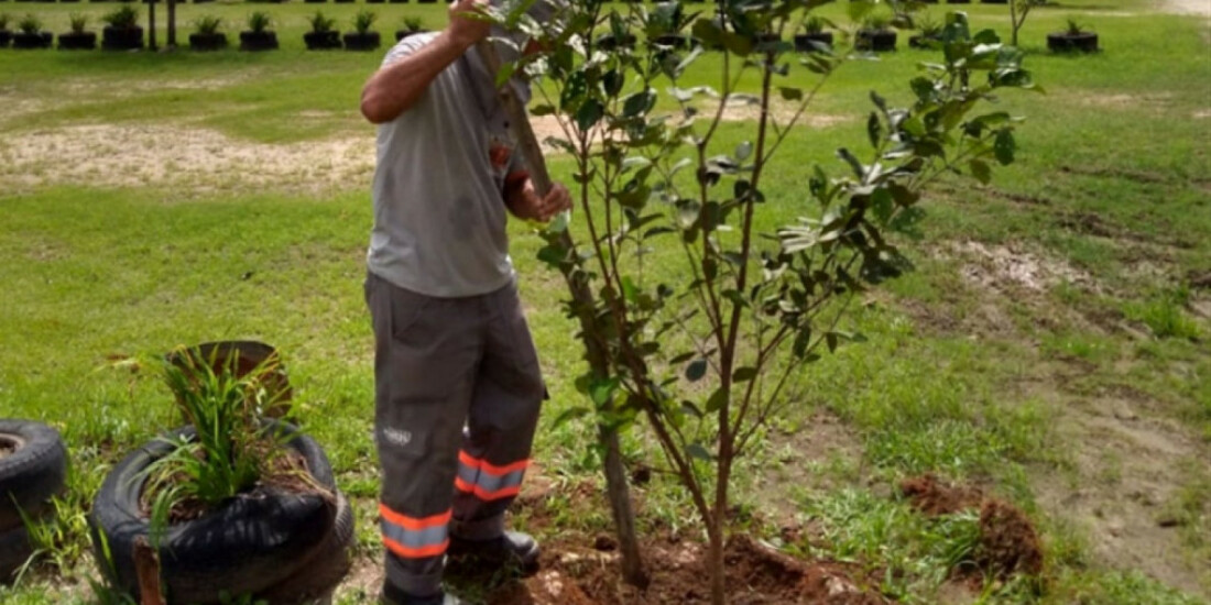 Prefeitura promove diagnóstico para definir áreas que serão arborizadas