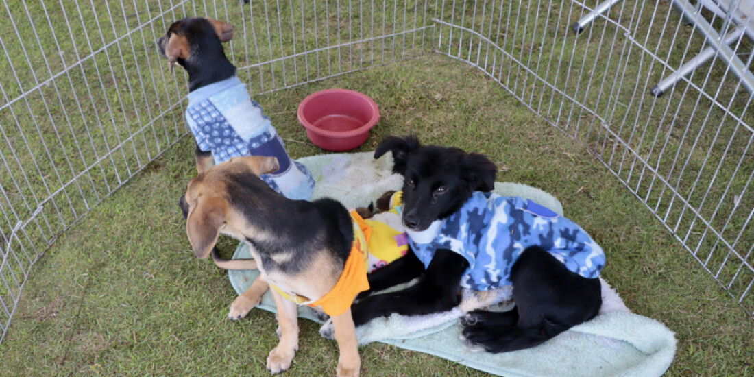 Parque Max Feffer recebe nova edição do projeto