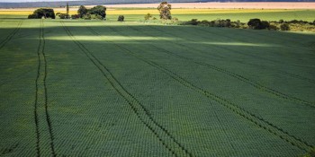 Estudo aponta desafios do seguro rural em meio a mudanças climáticas