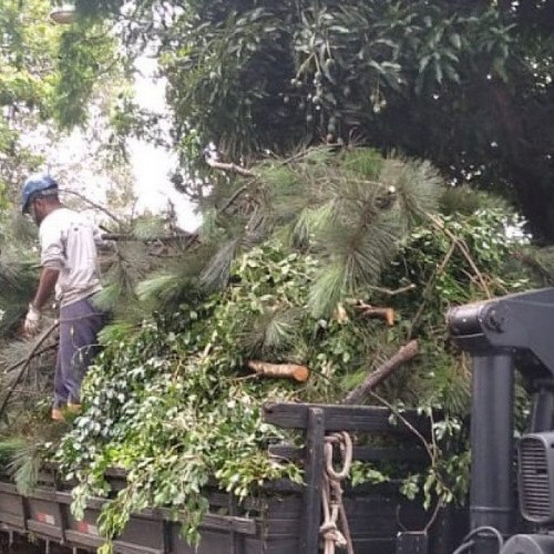 Secretaria do Verde reforça trabalho de poda de árvores