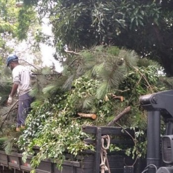 Secretaria do Verde reforça trabalho de poda de árvores