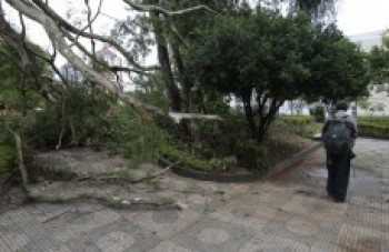 Chuva e vento derrubam mais de 40 árvores e muros