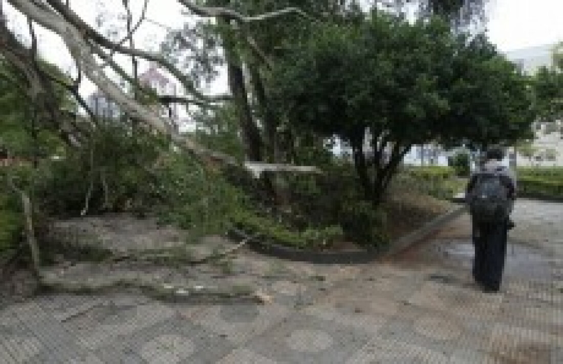 Chuva e vento derrubam mais de 40 árvores e muros