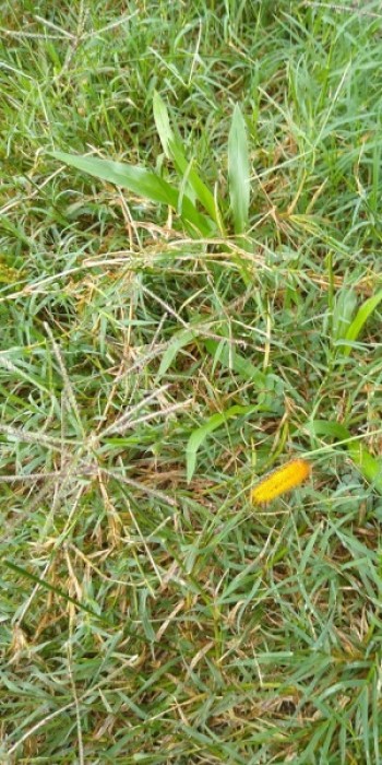 Infestação de lagartas em terreno preocupa vizinhos em Braz Cubas