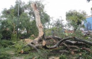 Prefeitura retira duas árvores em praça no Shangai: