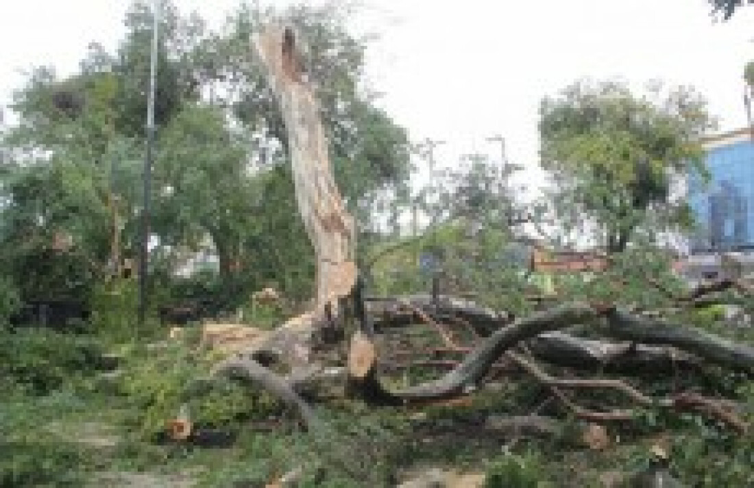 Prefeitura retira duas árvores em praça no Shangai:
