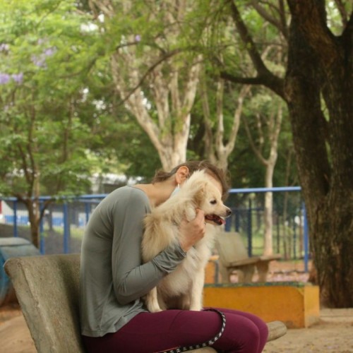 Entenda por que fogos de artifício assustam cachorros e gatos