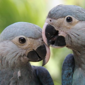 Parceria entre ministério e Unesco premiará projetos de biodiversidade