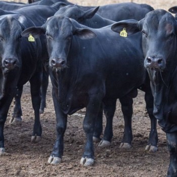 BNDES amplia exigências sociambientais para abate de bovinos