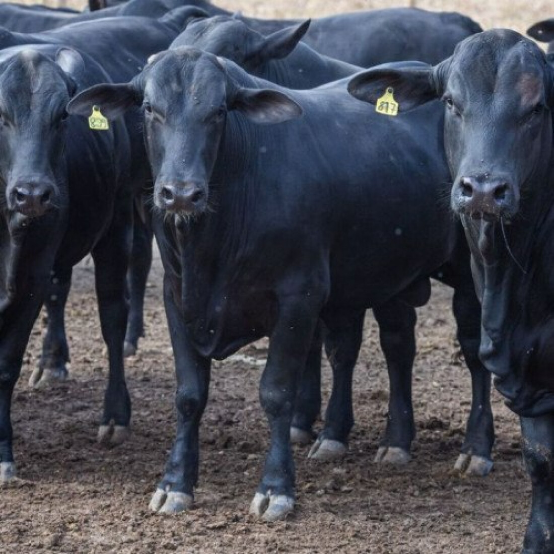 BNDES amplia exigências sociambientais para abate de bovinos