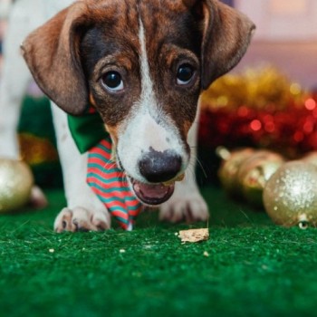 Animais de estimação viram modelos fotográficos para estimular adoção
