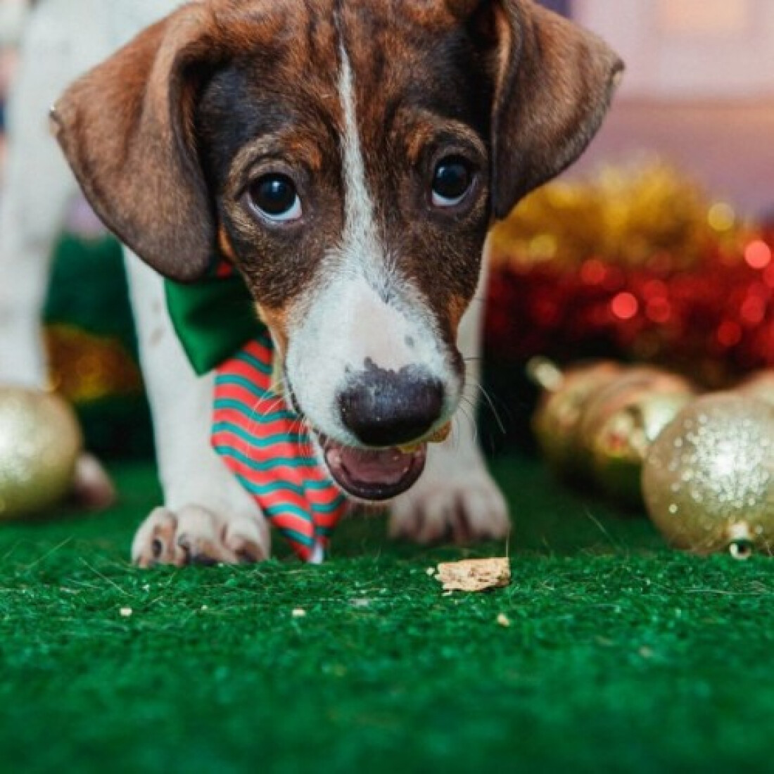 Animais de estimação viram modelos fotográficos para estimular adoção