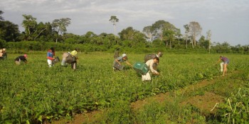 FAO: trabalhadoras do campo recebem 20% a menos que os homens