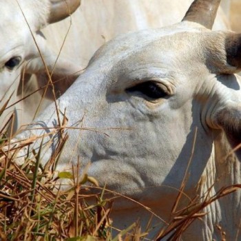 IPEA revisa estimativa do valor adicionado do setor agropecuário