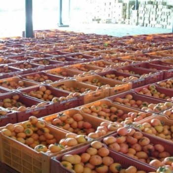 Mogi aprova lei de subvenção ao Prêmio do Seguro Rural