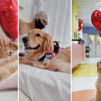 Inca retoma Terapia Assistida por Animais com a cadela Hope