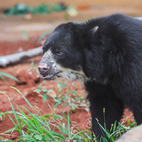 Urso de espécie rara e ameaçada é recebido em Brasília
