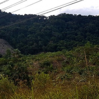 Oito cidades de Minas terão hoje ação ambiental simultânea