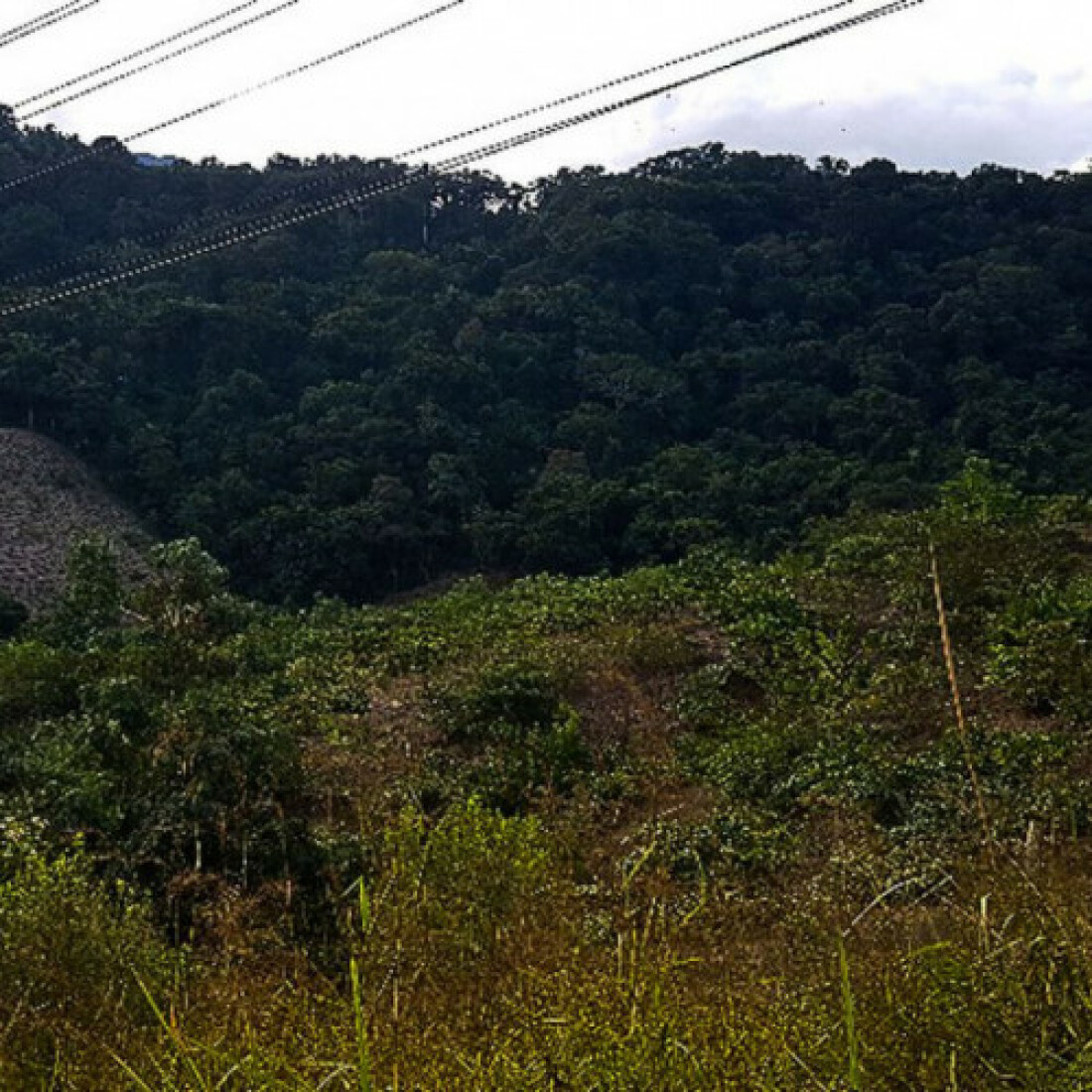 Oito cidades de Minas terão hoje ação ambiental simultânea