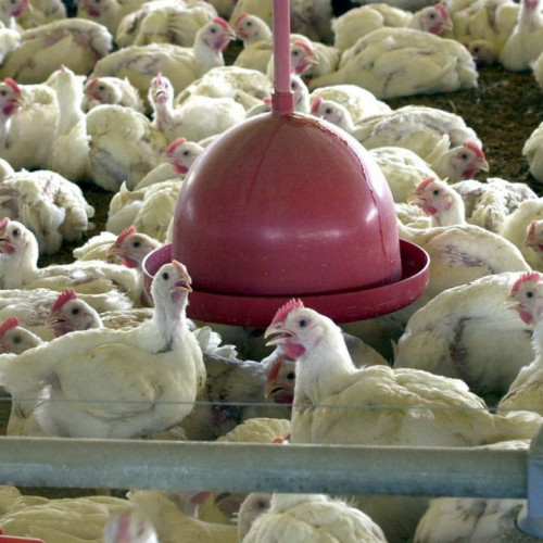 Foco de gripe aviária na França terá animais abatidos e desinfecção