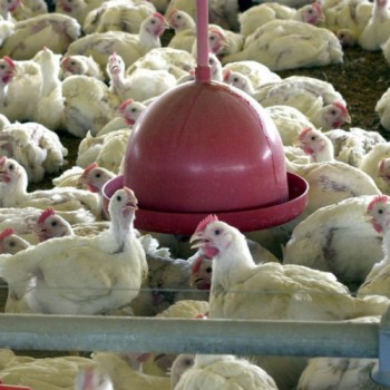 Foco de gripe aviária na França terá animais abatidos e desinfecção