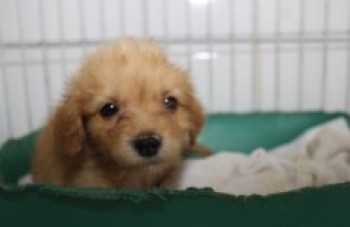 Ação vai discutir posse responsável