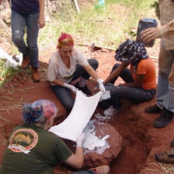Museu Nacional anuncia descoberta de dinossauro muito raro