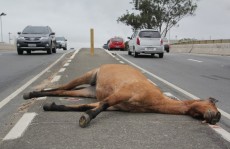 Dois cavalos são encontrados mortos na Prudente de Moraes