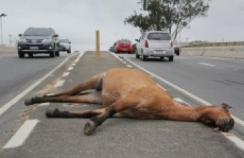 Dois cavalos são encontrados mortos na Prudente de Moraes