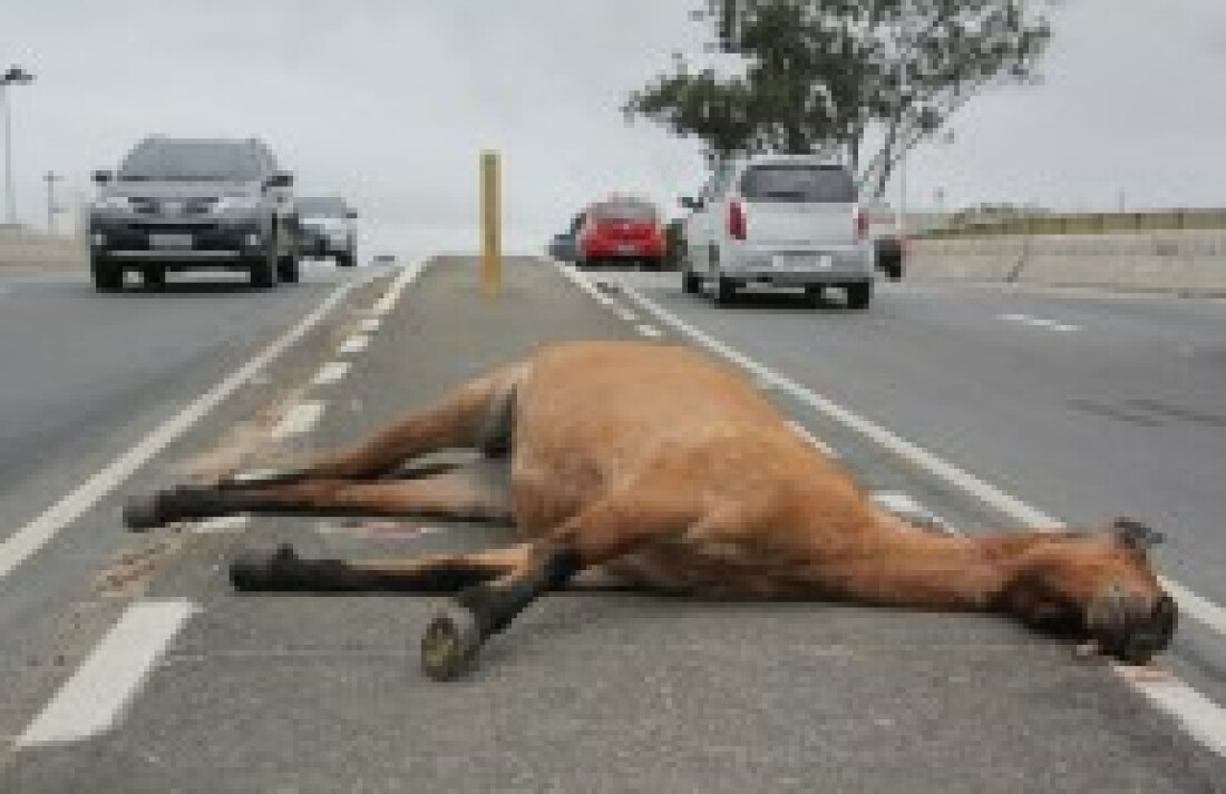 Dois cavalos são encontrados mortos na Prudente de Moraes