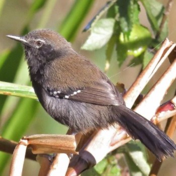 Evento de observação de aves 'Sassaguá' inicia dia 27